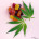 Legal THC / CBD Products