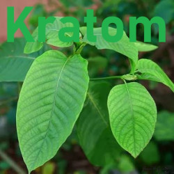 Kratom Products