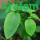 Kratom Products