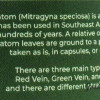 Prof Whyte's Euphoria Green Vein Kratom Capsules 2000ct