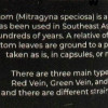 Prof Whyte's Trainwreck Kratom Capsules 200ct
