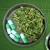 Kratom Extracts