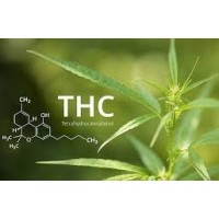 Legal Cannabis (THC)